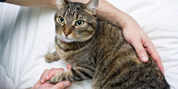 cat lying down on bed with arm cuddling wrapped round and hand on paw