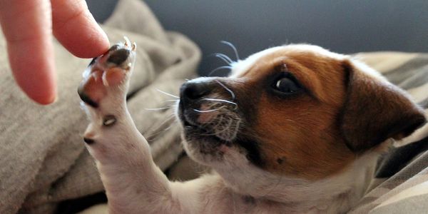dog giving high five