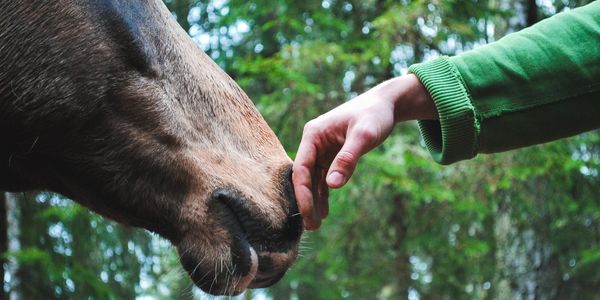 person and horse interacting in a forest setting