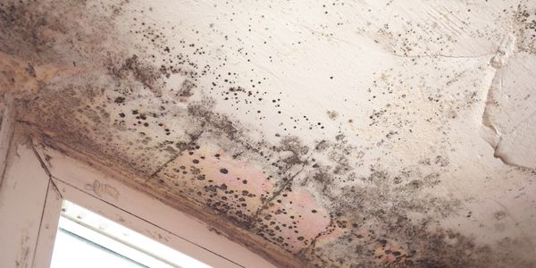 Stachybotrys chartarum also known as black mold or toxic black mold. The mold in cellulose-rich building materials from damp or water damaged buildings