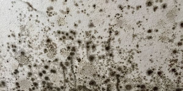 Extreme infestation of black mould on a damp wall