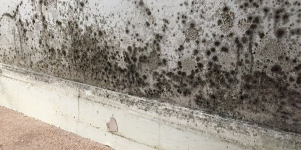 Black mould infested damp wall