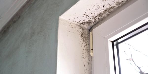 Mould growth. Mould spores thrive on moisture. Mould spores can quickly grow into colonies when exposed to dampness
